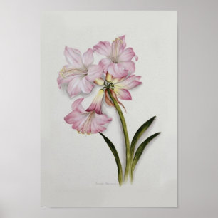 Póster Amaryllis belladonna