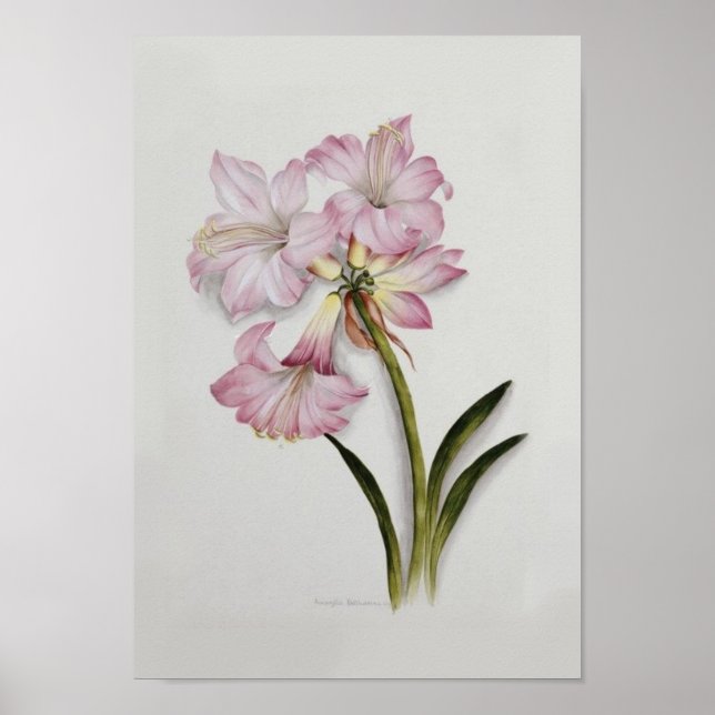 Póster Amaryllis belladonna (Frente)