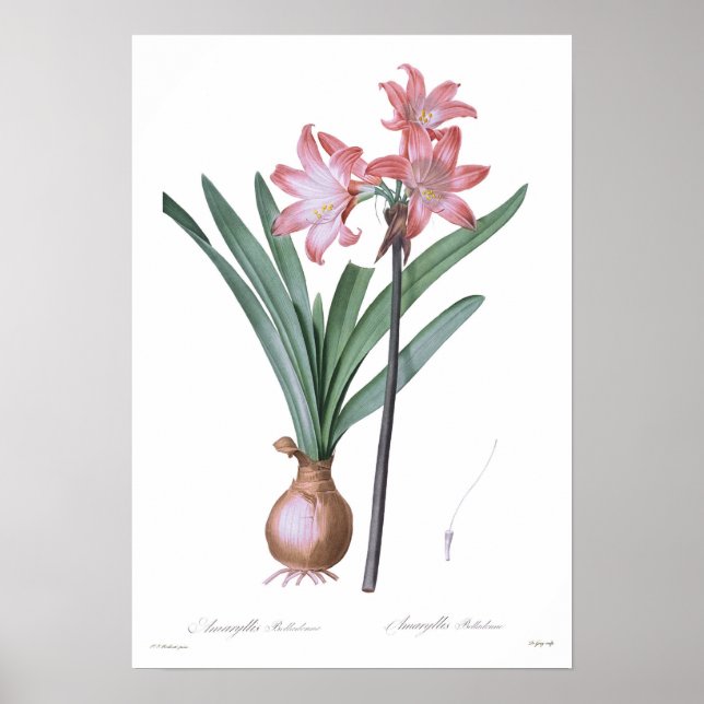 Póster Amaryllis belladonna (Frente)