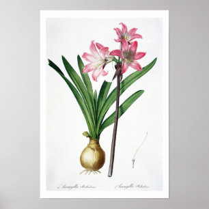 Póster Amaryllis Belladonna, de 'Les Liliacees', engrave