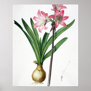Póster Amaryllis Belladonna, de 'Les Liliacees', engrave