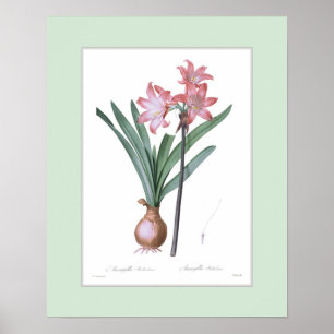 Póster Amaryllis belladonna, frontera Personalizado