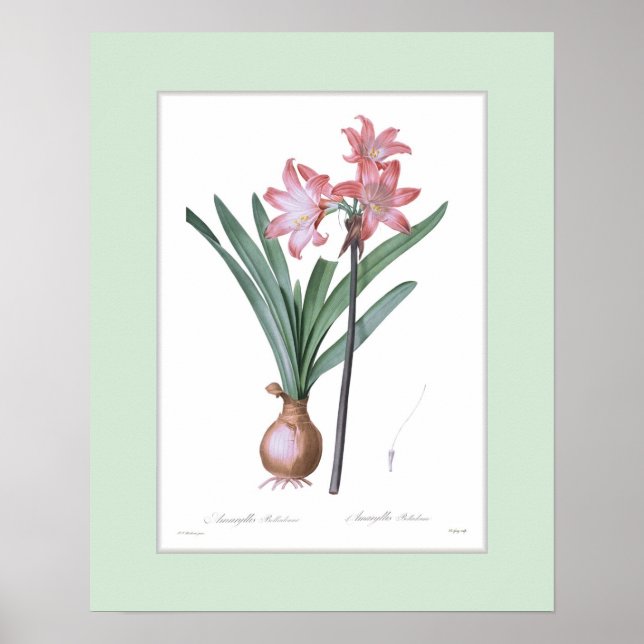 Póster Amaryllis belladonna, frontera Personalizado (Frente)
