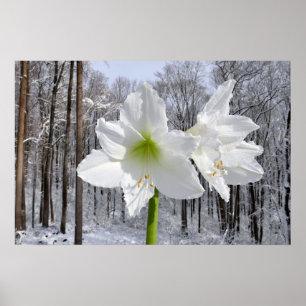 Póster Amaryllis blanca y nieve I