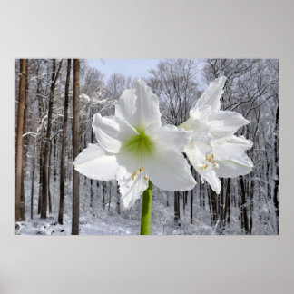 Póster Amaryllis blanca y nieve I