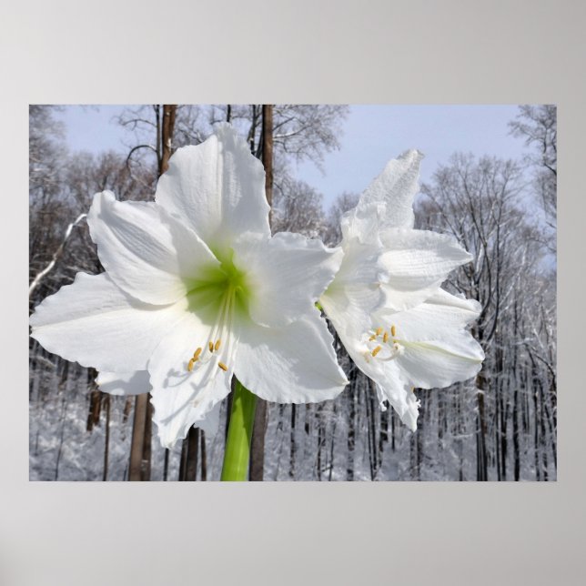 Póster Amaryllis Blanca y Nieve II (Frente)