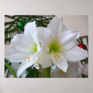 Póster Amaryllis blanco y árbol de Navidad
