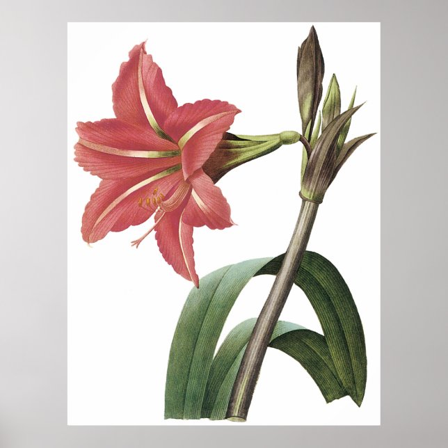 Póster Amaryllis brasileño (Frente)