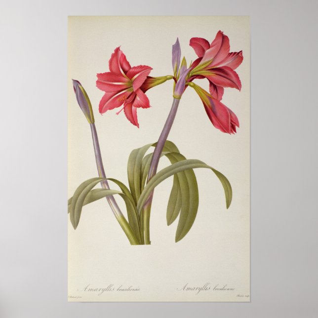 Póster Amaryllis Brasiliensis (Frente)