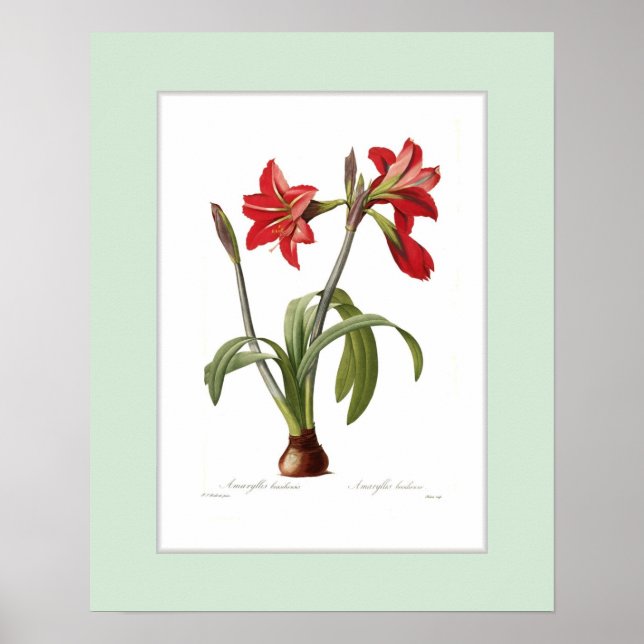 Póster Amaryllis brasiliensis, frontera Personalizado (Frente)