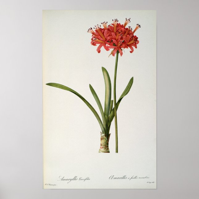 Póster Amaryllis Curvifolia, 1809, de "Les Les" (Frente)