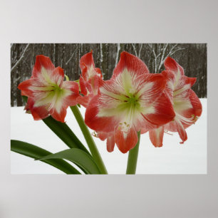 Póster Amaryllis en floral de invierno en la nieve roja f