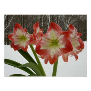 Póster Amaryllis en floral de invierno en la nieve roja f
