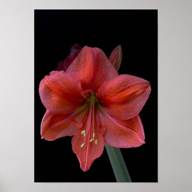 Póster Amaryllis en negro (Frente)