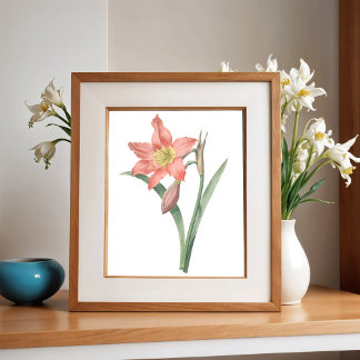 Póster Amaryllis Equestre, Vintage Flower Botanical