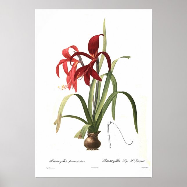 Póster Amaryllis formosissima (Frente)
