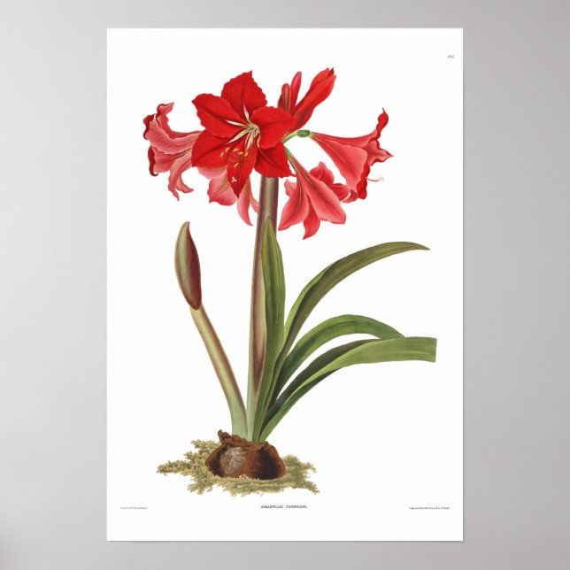 Póster Amaryllis johnsoni (Frente)