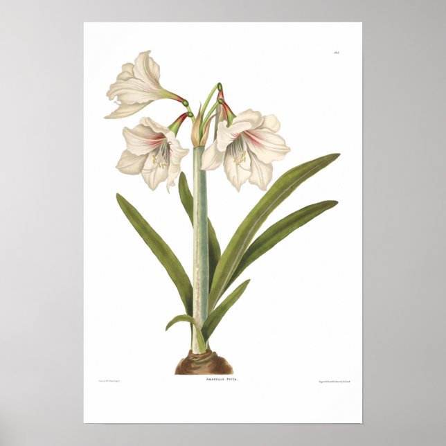 Póster Amaryllis picta (Frente)