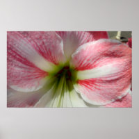 Amaryllis Poster