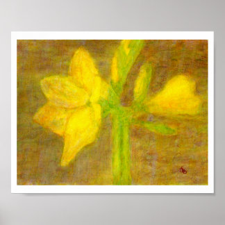 Póster Amaryllis, Poster