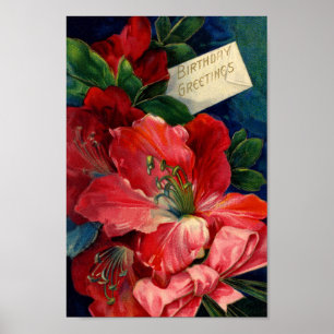 Póster Amaryllis Poster