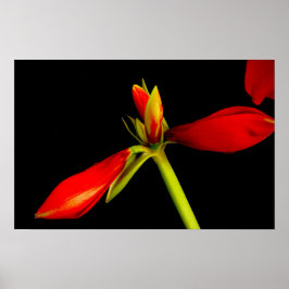 Póster Amaryllis roja en negro