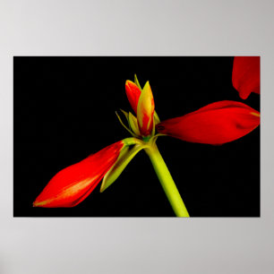 Póster Amaryllis roja en negro