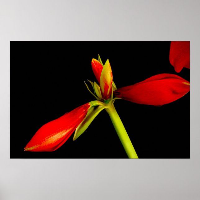 Póster Amaryllis roja en negro (Frente)