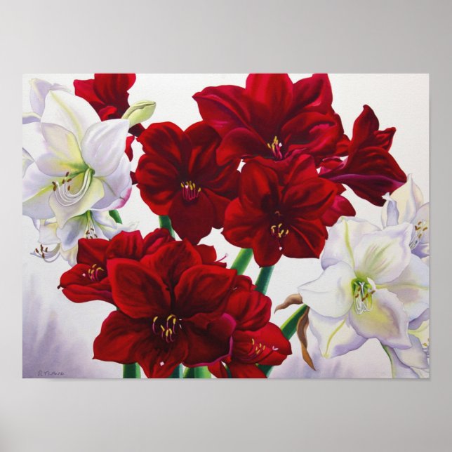 Póster Amaryllis roja y blanca 2008 (Frente)