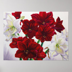 Póster Amaryllis rojo y blanco 2008