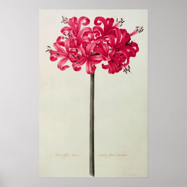 Póster Amaryllis Sarniensis, o Narcissus (Frente)
