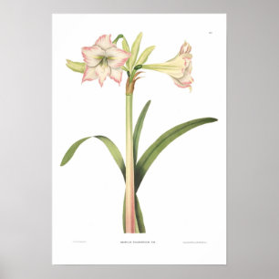 Póster Amaryllis solandriflora