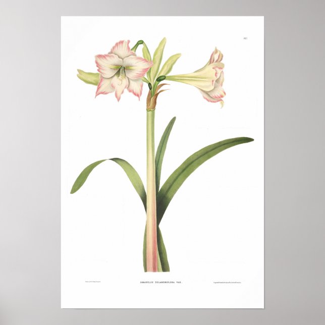 Póster Amaryllis solandriflora (Frente)