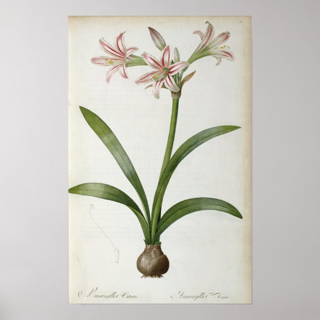 Póster Amaryllis Vittata (Frente)