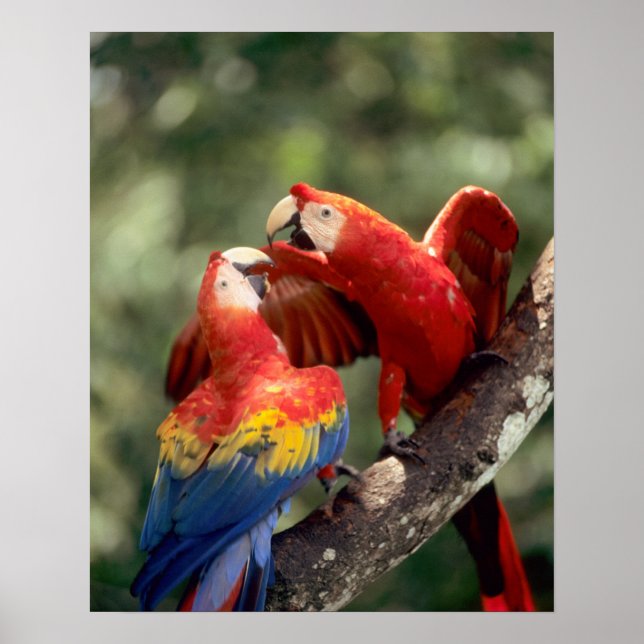 Póster Amazonía, Brasil. Pareja de Scarlet Macaws (Ara. (Frente)