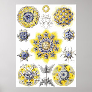 Póster Ameba macra acuática del ~ de Haeckel del ~ de la