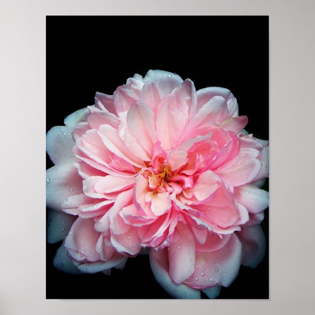 Póster Amelia Rosa (Frente)