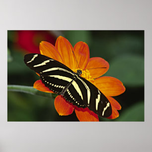 Póster América Central, Costa Rica, Selva Verde