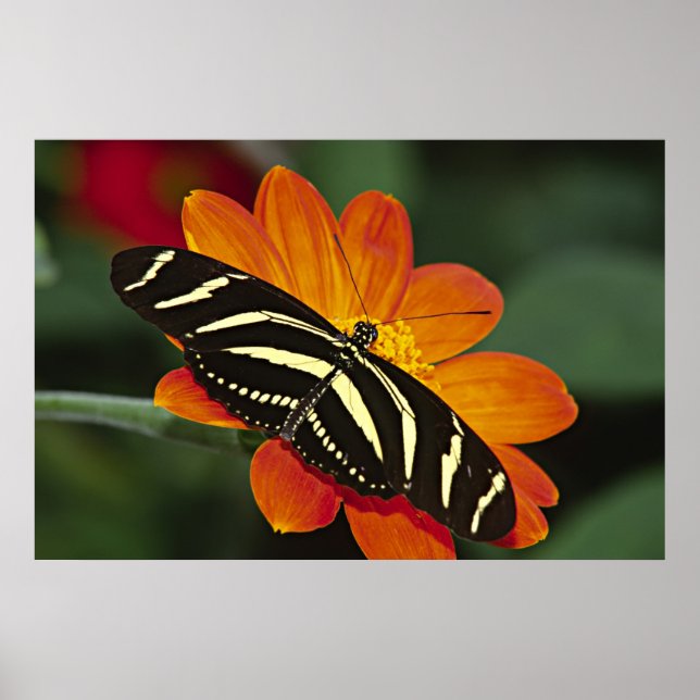 Póster América Central, Costa Rica, Selva Verde (Frente)