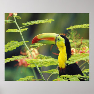 Póster América Central, Honduras. Tucán pico canoa
