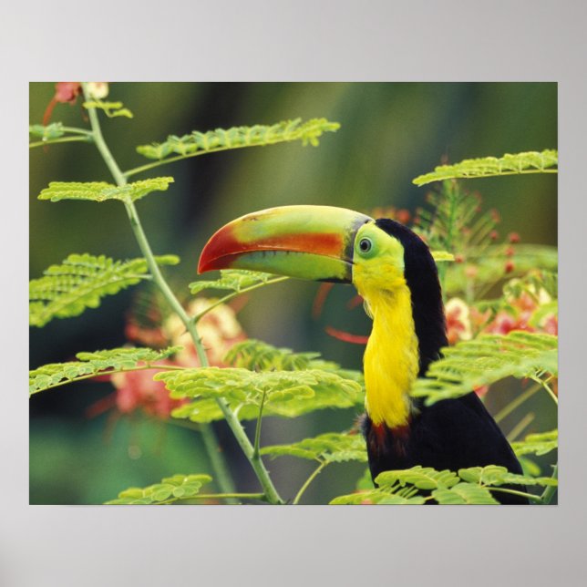 Póster América Central, Honduras. Tucán pico canoa (Frente)