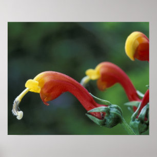 Póster América Central, Panamá, provincia de Chiriqui,