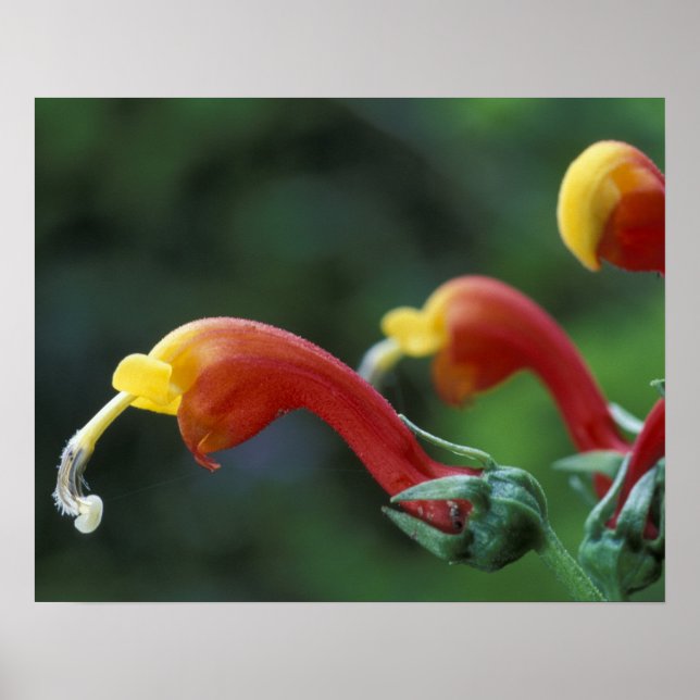 Póster América Central, Panamá, provincia de Chiriqui, (Frente)