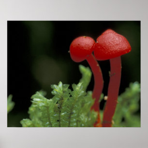 Póster América Central, Panamá, Provincia de Chiriqui, 2