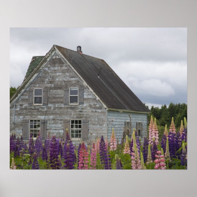 Póster América del Norte, Canadá, Isla del Príncipe Eduar (Frente)