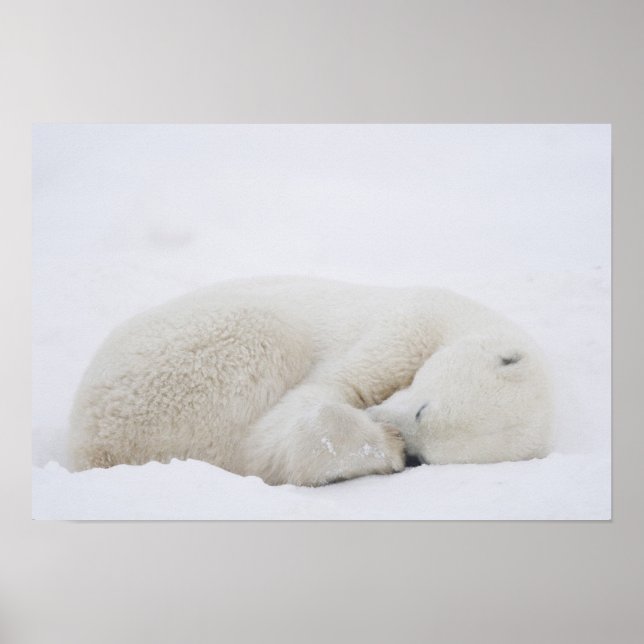 Póster América del Norte, Canadá, Manitoba, Churchill. 3 (Frente)