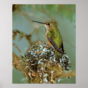 Póster América del Norte, EE. UU., Alaska. Colibrí rufo