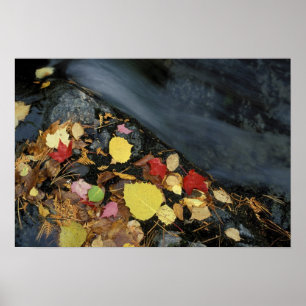 Póster América del Norte, EE.UU., ME, Un arroyo en otoño.