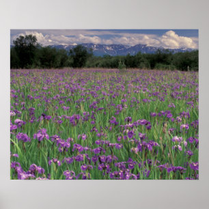 Póster América del Norte, Estados Unidos, Alaska, Anchora