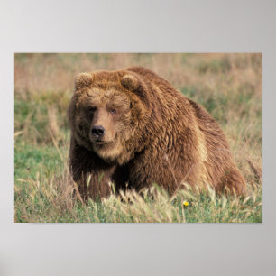 Póster América del Norte, Estados Unidos, Alaska, isla de